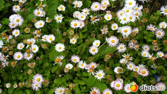 ����������, ������: ��� �����.