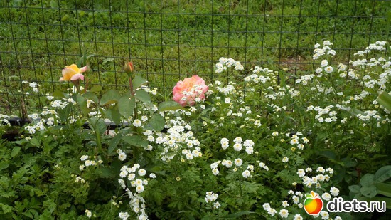 12 ����: ��� �����.