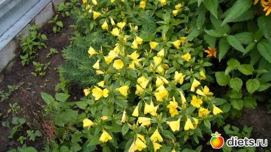 �������� �� ����, �� ��������., ������: ��� �����.