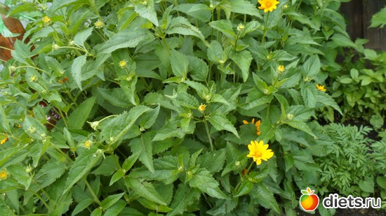 14 ����: ��� �����.