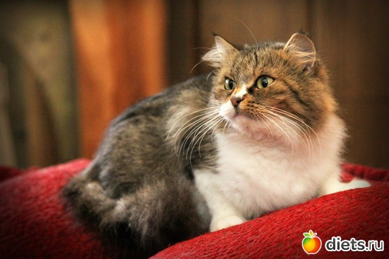 ��� ������� ����� ������ =), ������: pfoto/my