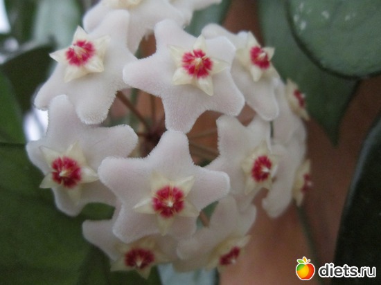 38 ����: ����