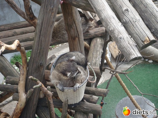 ������� � ��������, ������: �������