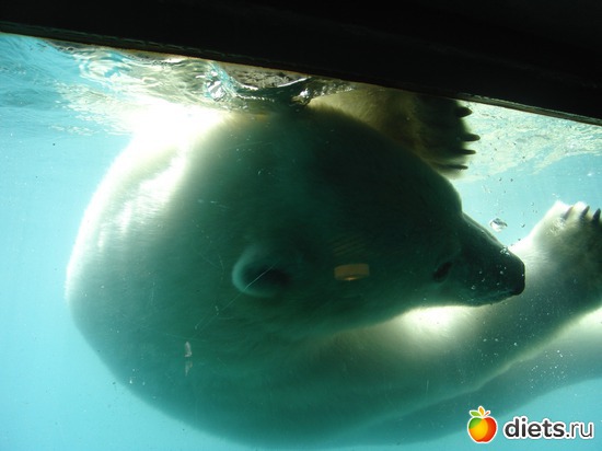 ����� �������, ������: �������