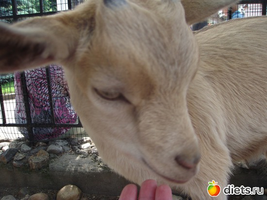 ��������, ������: �������