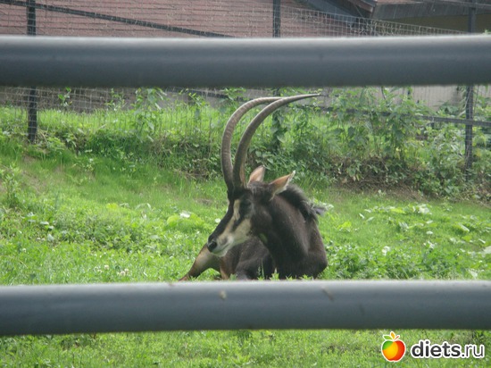 ��������, ������: �������