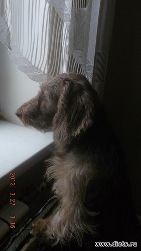 �������, ������: ������ ���