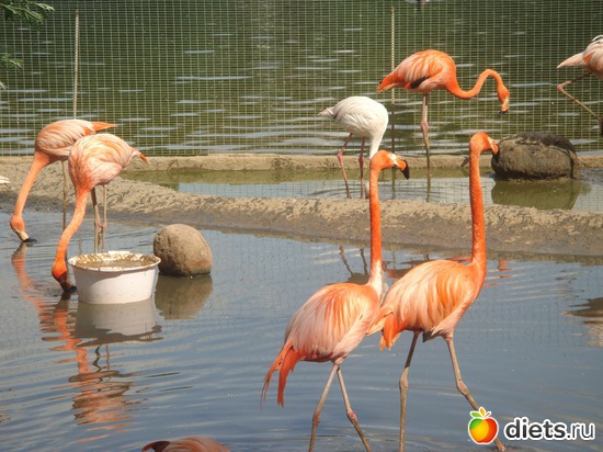 ��������, ������: �������