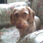 ������ ���