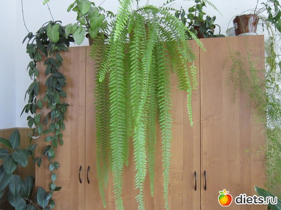 36 ����: ����