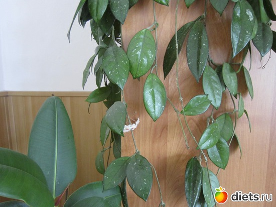 37 ����: ����