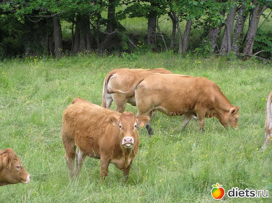 3 ����: ����� � �����