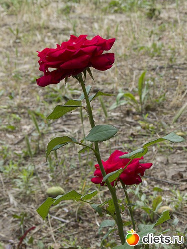 35 ����: �����-����-����� 2013 - 2015