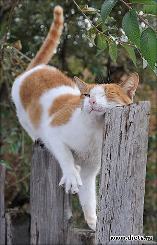 ����� �������� - �������������� ����� ?