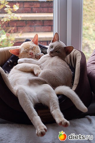 ������ �����....