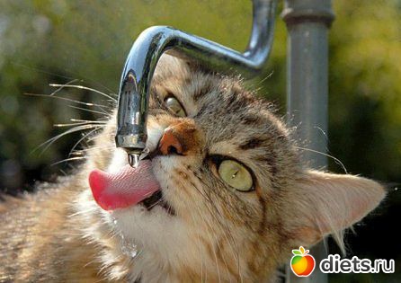 ����� �������� - �������������� ����� ?