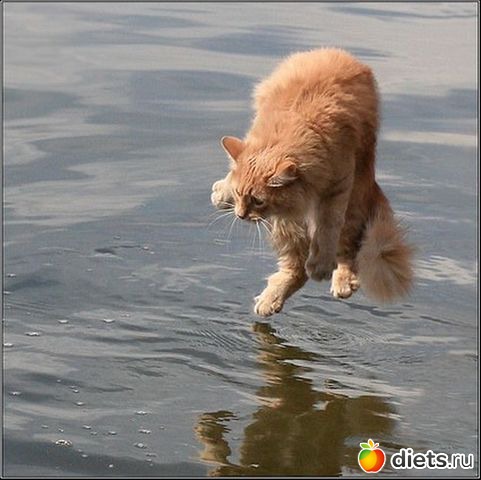 ����� �������� - �������������� ����� ?