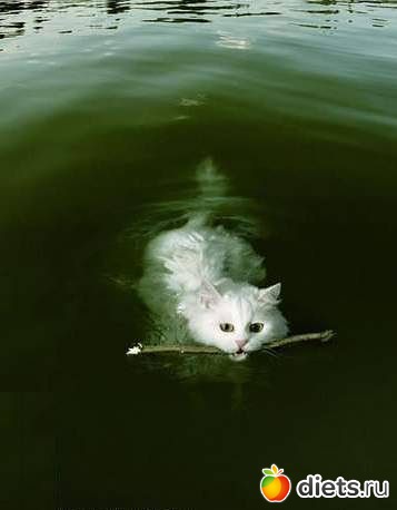 ����� �������� - �������������� ����� ?