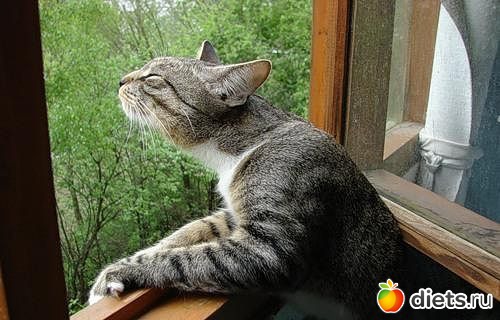 ����� �������� - �������������� ����� ?