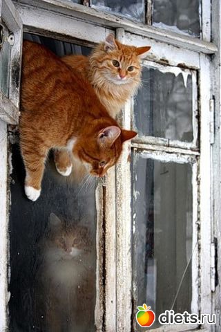 ����� �������� - �������������� ����� ?