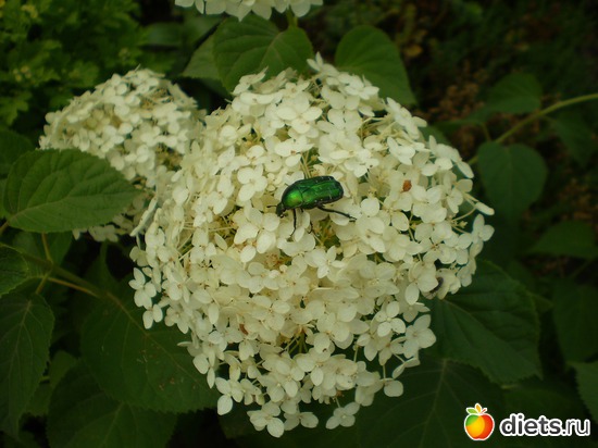 гортензия, альбом: Сад