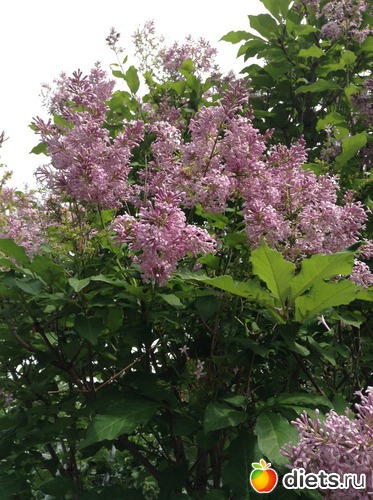 ���� ������� ������, ������: ��� ���