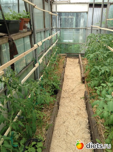 ��� ��������, �������� �������, ������: ��� ���