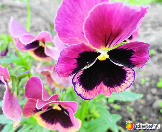 52 ����: ����� � ����-�������� ����!