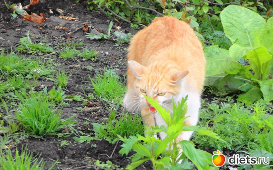 13 фото: Владивосток