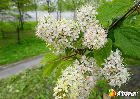 55 ����: ����� � ����-�������� ����!