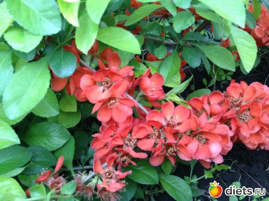 14 ����: ��� ���