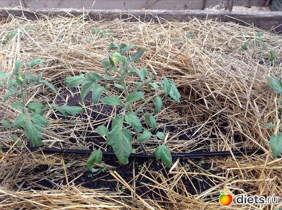 ������� ����� ......:)), ������: ��� ���