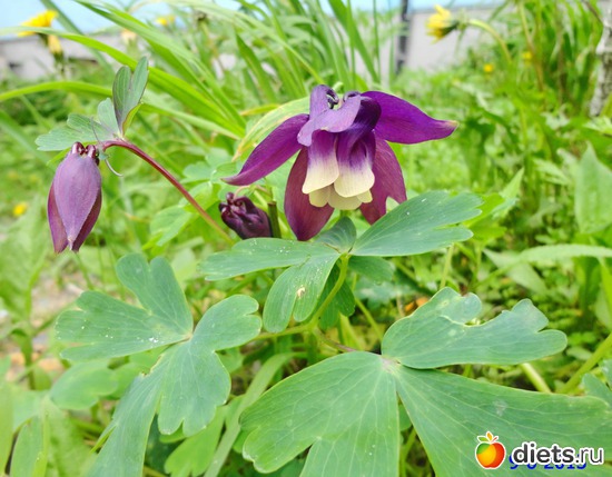 37 ����: ����� � ����-�������� ����!