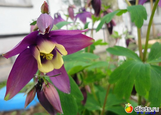 43 ����: ����� � ����-�������� ����!