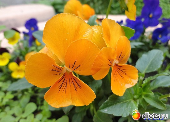 44 ����: ����� � ����-�������� ����!