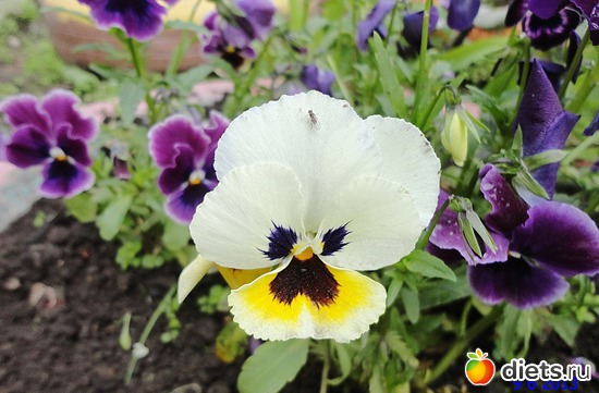 46 ����: ����� � ����-�������� ����!