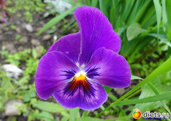 51 ����: ����� � ����-�������� ����!