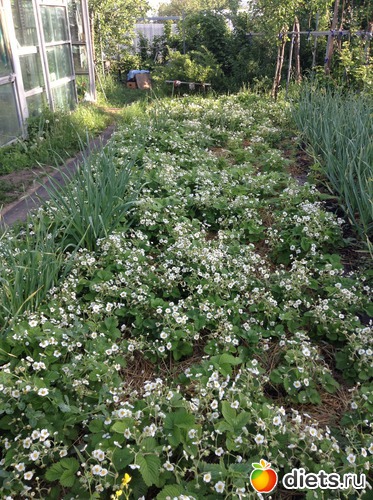 15 ����: ��� ���