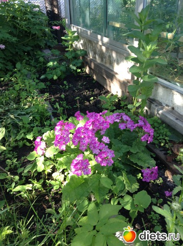 16 ����: ��� ���