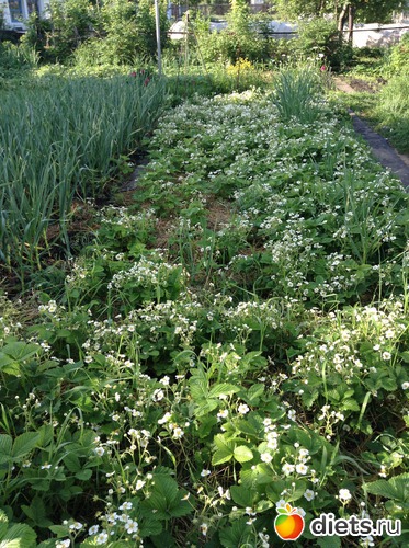 ��� ������ ���������, ������: ��� ���