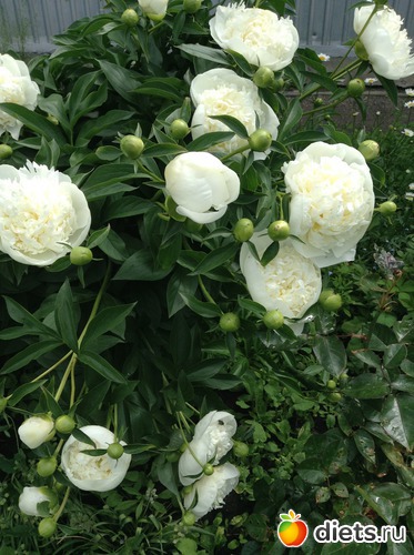 19 ����: ��� ���