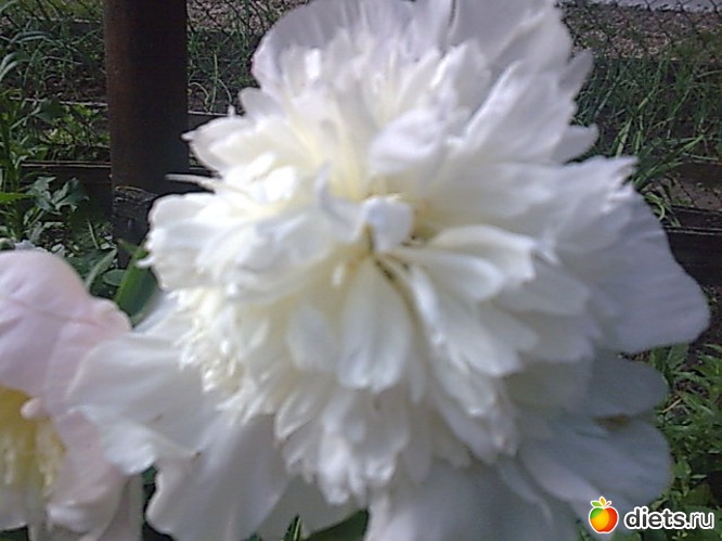 15 фото: Цветы в огороде