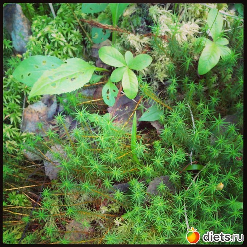 4 ����: ����, ����, ����