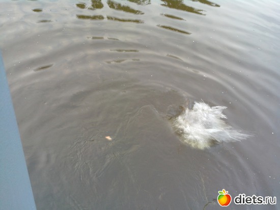 4 ����: �������� "������", �������� ���������)