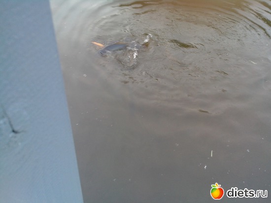 6 ����: �������� "������", �������� ���������)