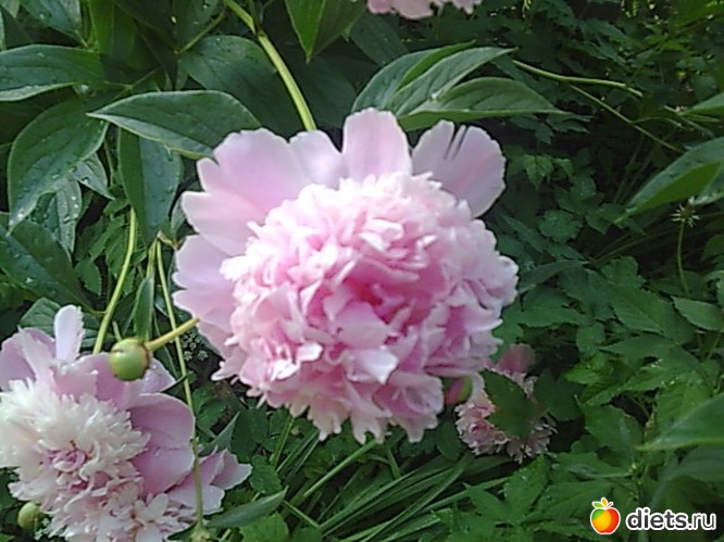 13 фото: Цветы в огороде