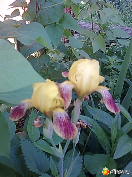 Ирисы, альбом: Цветы в огороде