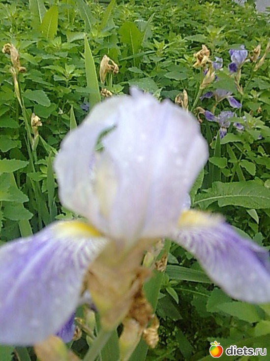 18 фото: Цветы в огороде