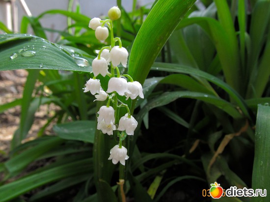 36 ����: �����-����-����� 2013 - 2015