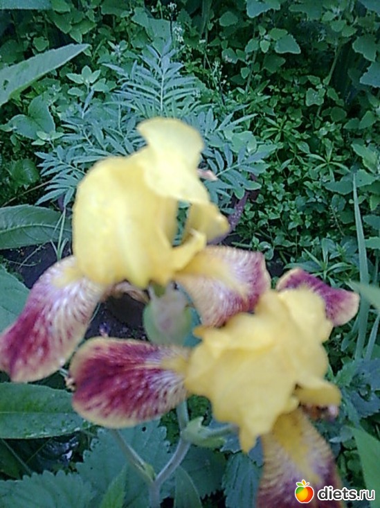 19 фото: Цветы в огороде